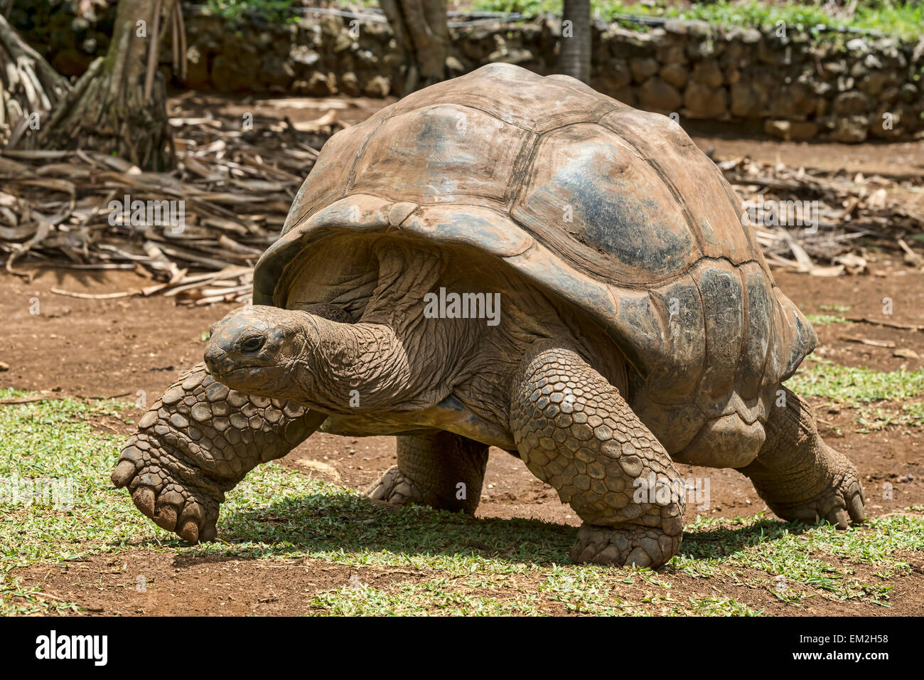 Aldabra giant tortoise (Aldabrachelys gigantea), La Vanille Reserve Park, Mauritius Stock Photo