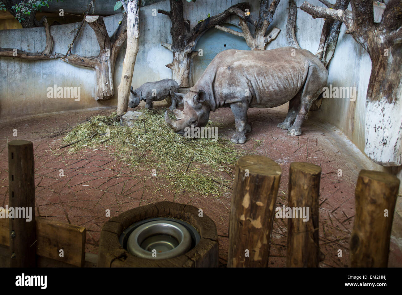 Black Rhinoceros (Diceros bicornis), adult and young, feeding, Zürich Zoological Garden, Zürich, Switzerland Stock Photo
