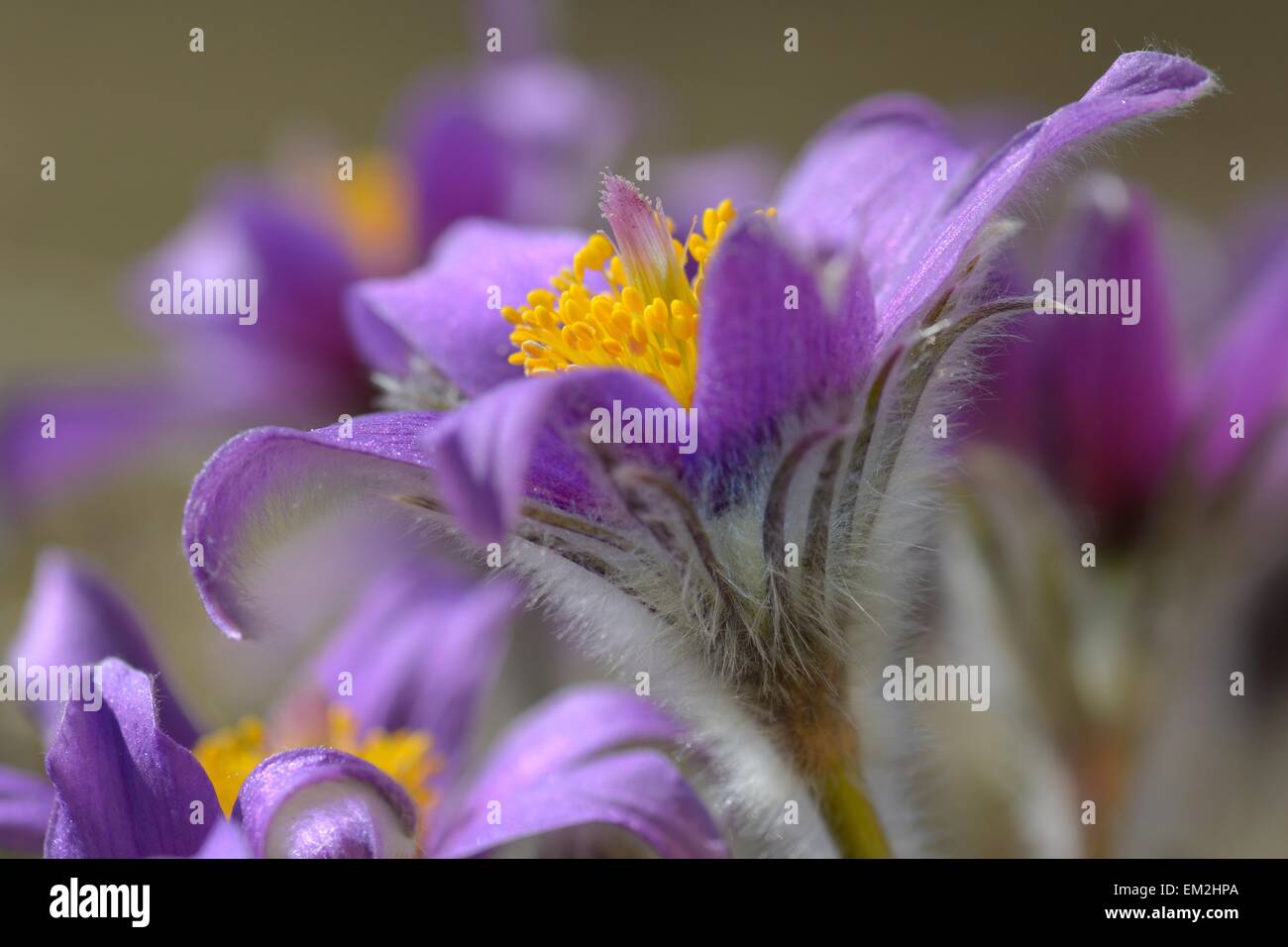 Pasque Flower (Pulsatilla vulgaris), Swabian Alb Biosphere Reserve, Baden-Württemberg, Germany Stock Photo
