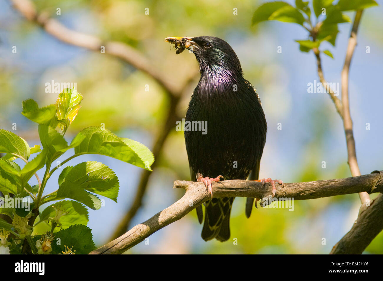 European starling (Sturnus vulgaris), adult with food in its beak Stock Photo