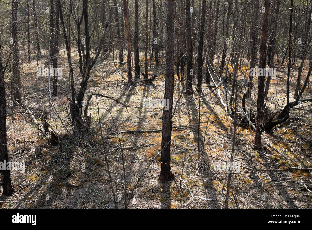 Fire damage in the floodplain forest, Isar, Pupplinger Au, Geretsried, Upper Bavaria, Bavaria, Germany Stock Photo