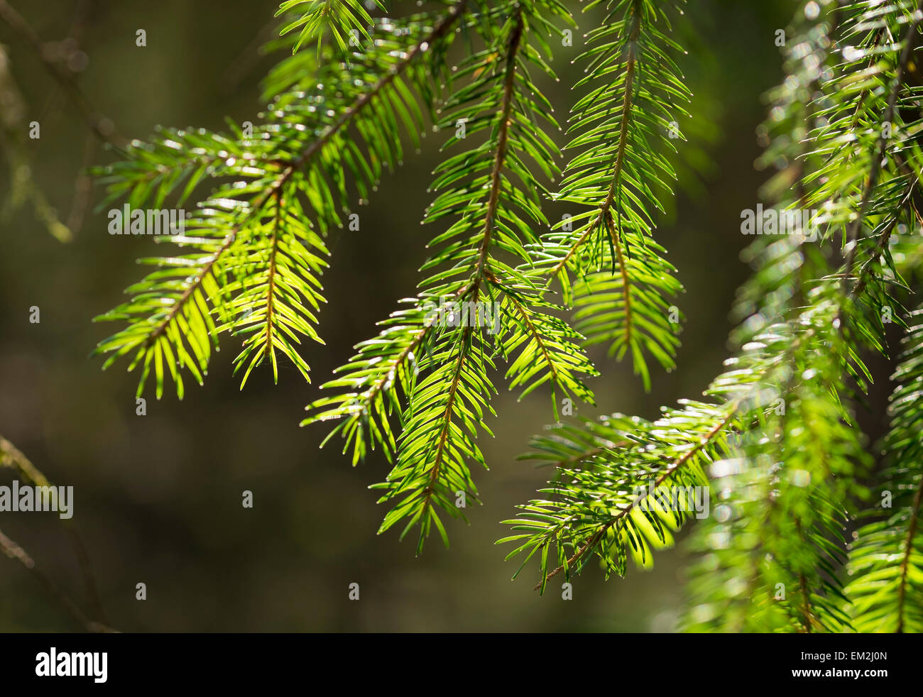 Spruce tree branches (Picea abies), Bavaria, Germany Stock Photo