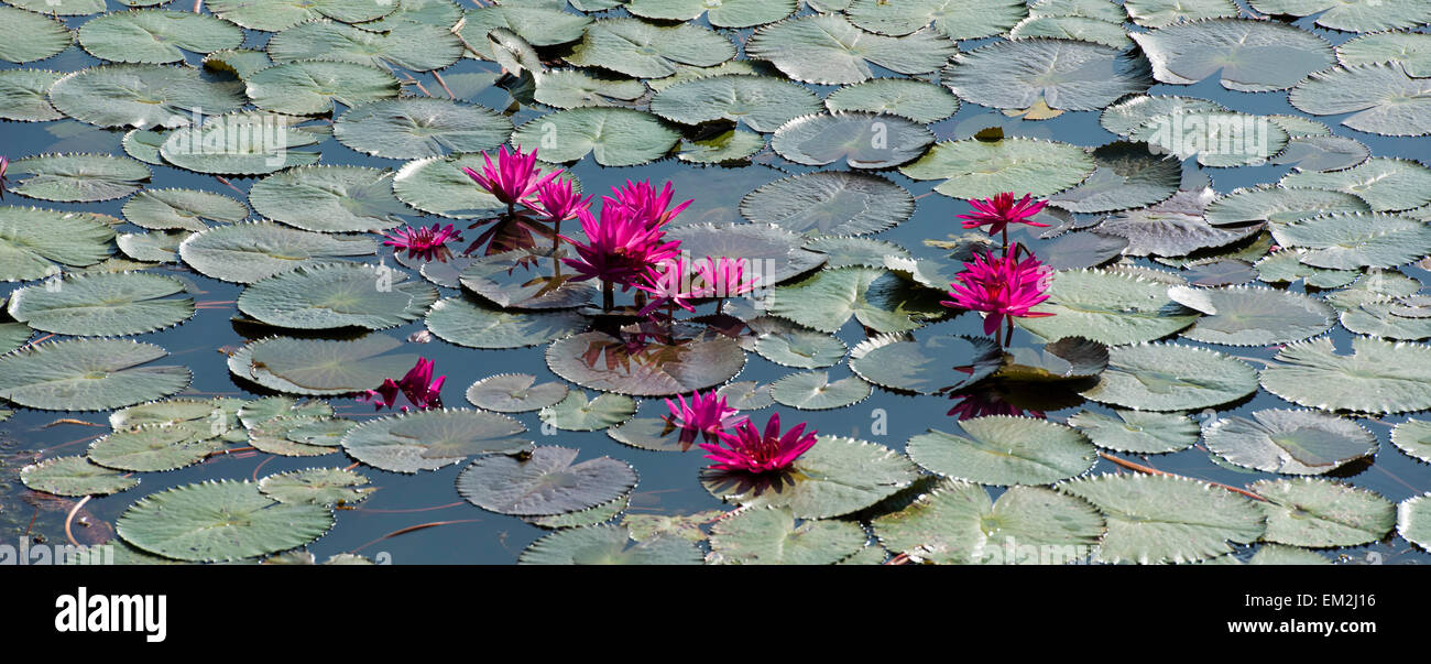 Lotus flowers (Nelumbo), Vembanad Lake, Kerala, South India, India Stock Photo