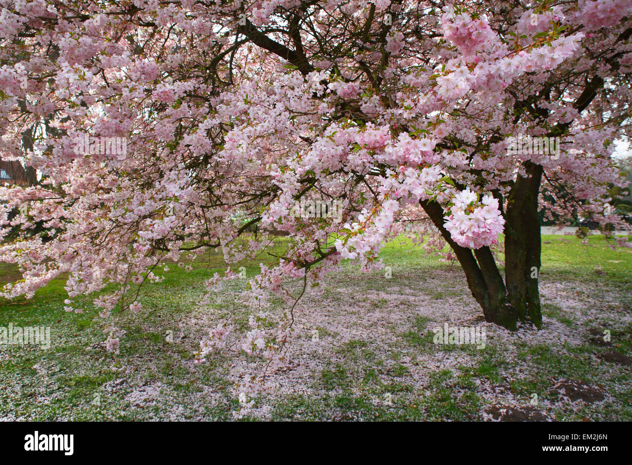 Blooming Japanese cherry tree (Prunus), Germany Stock Photo