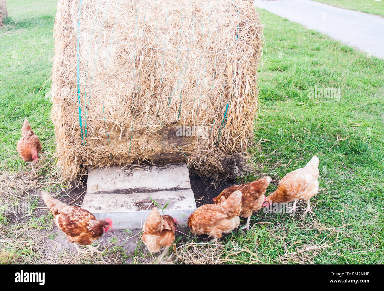 Free range chickens on a lawn pecking the ground Stock Photo Alamy
