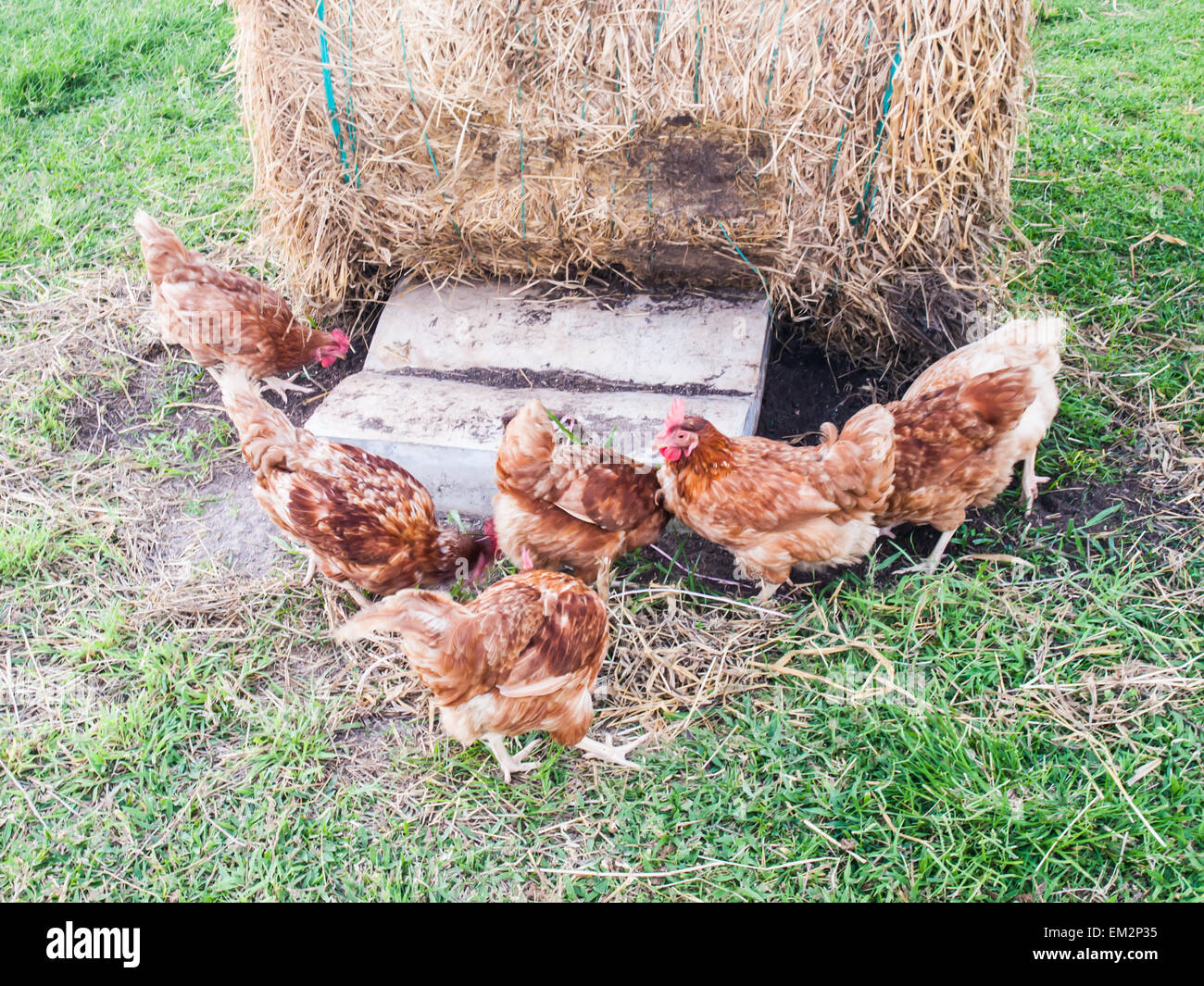 Chicken pecking on ground hires stock photography and images Alamy