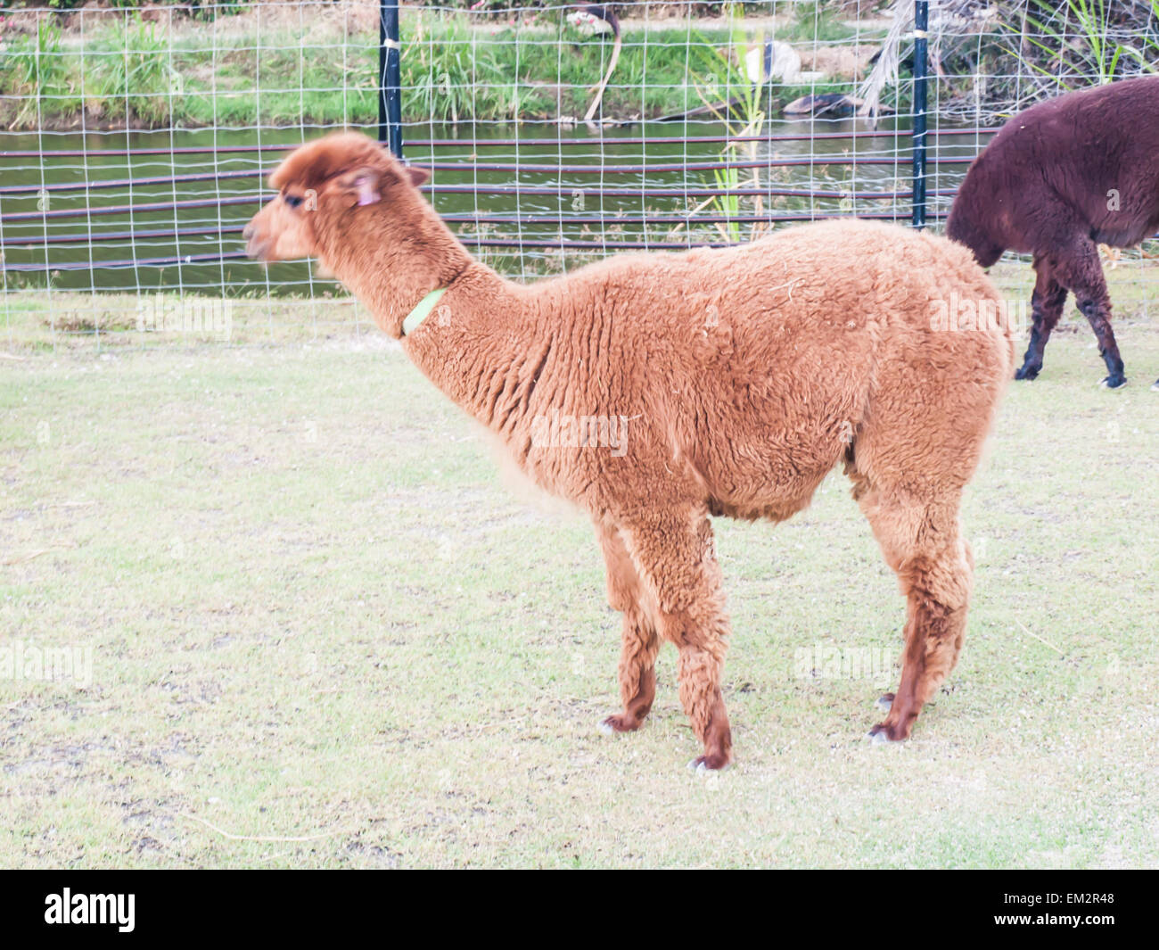 brown alcapa in farm Stock Photo