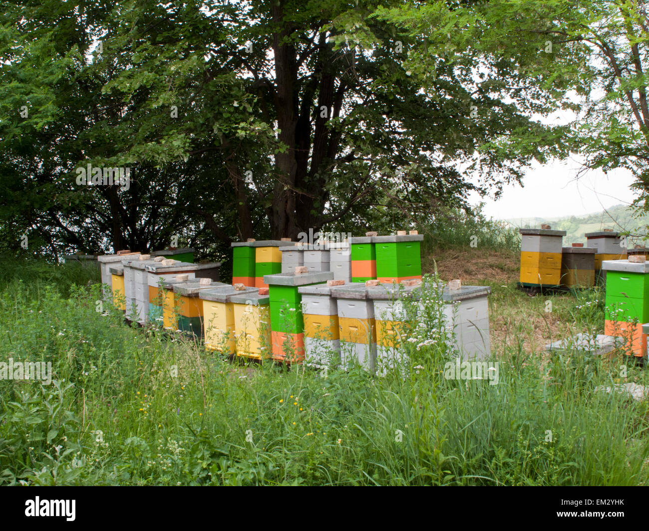 Boxes used for beekeeping Stock Photo
