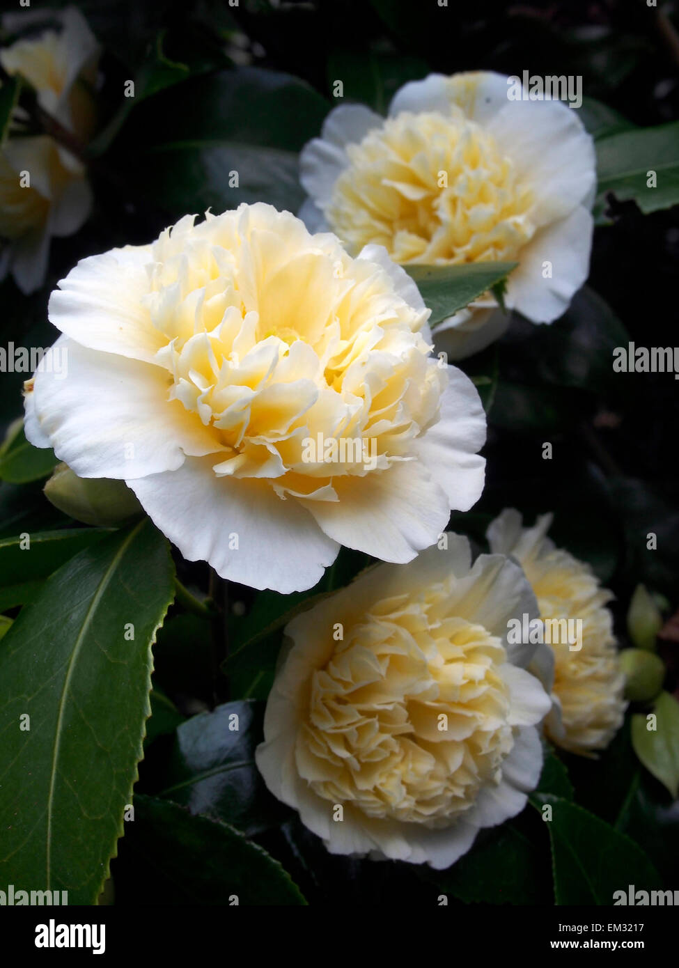 Japonica Camellia Brushfields Yellow, and early spring flowering variety. Stock Photo