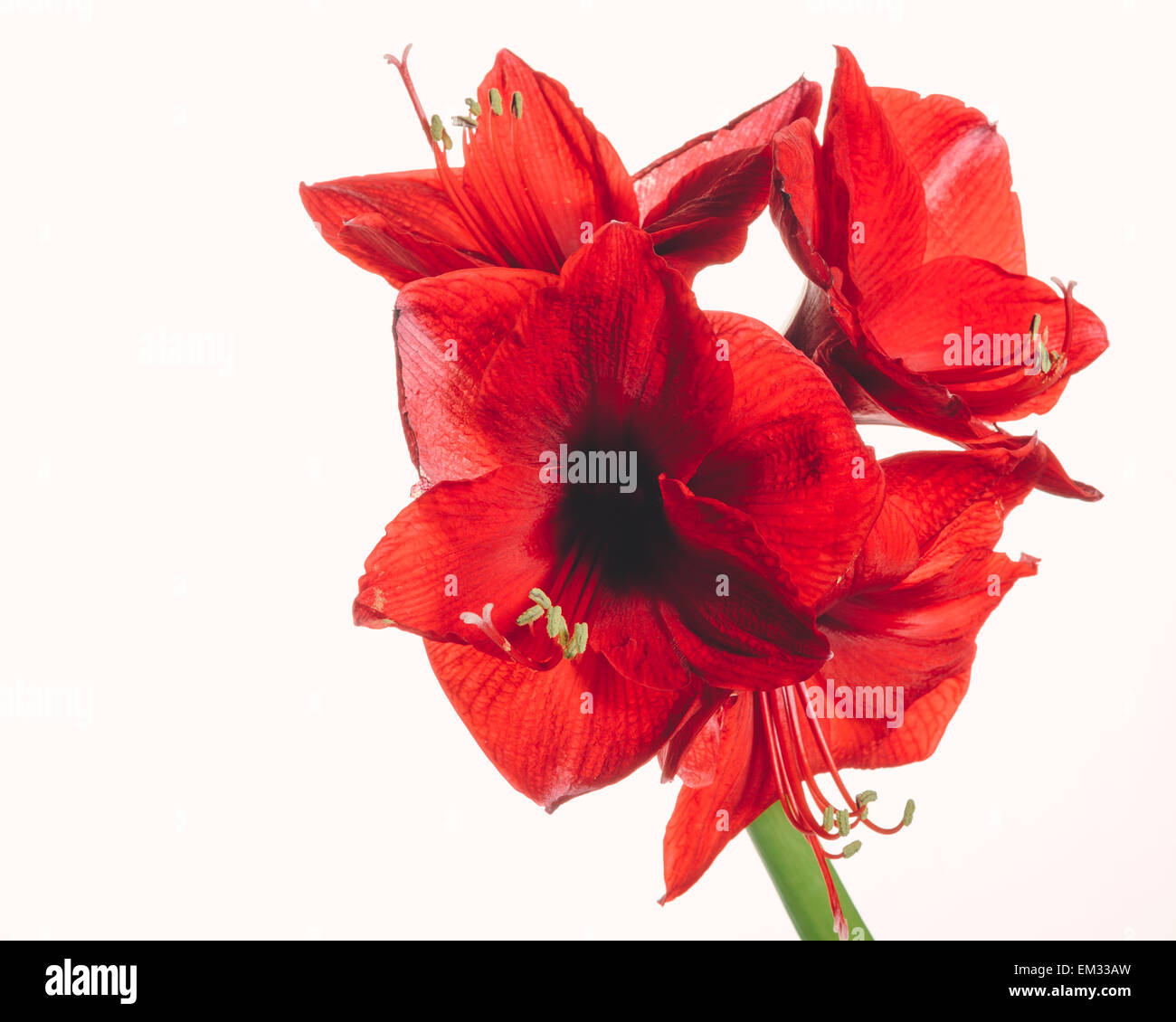 Beautiful blooming red amaryllis flower head. Stock Photo