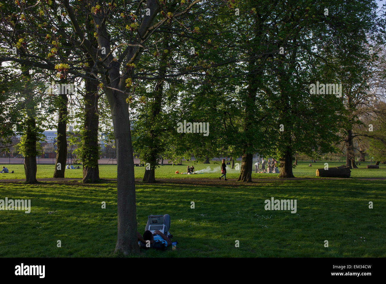Man uses laptop under trees in a summer park in south London. Stock Photo