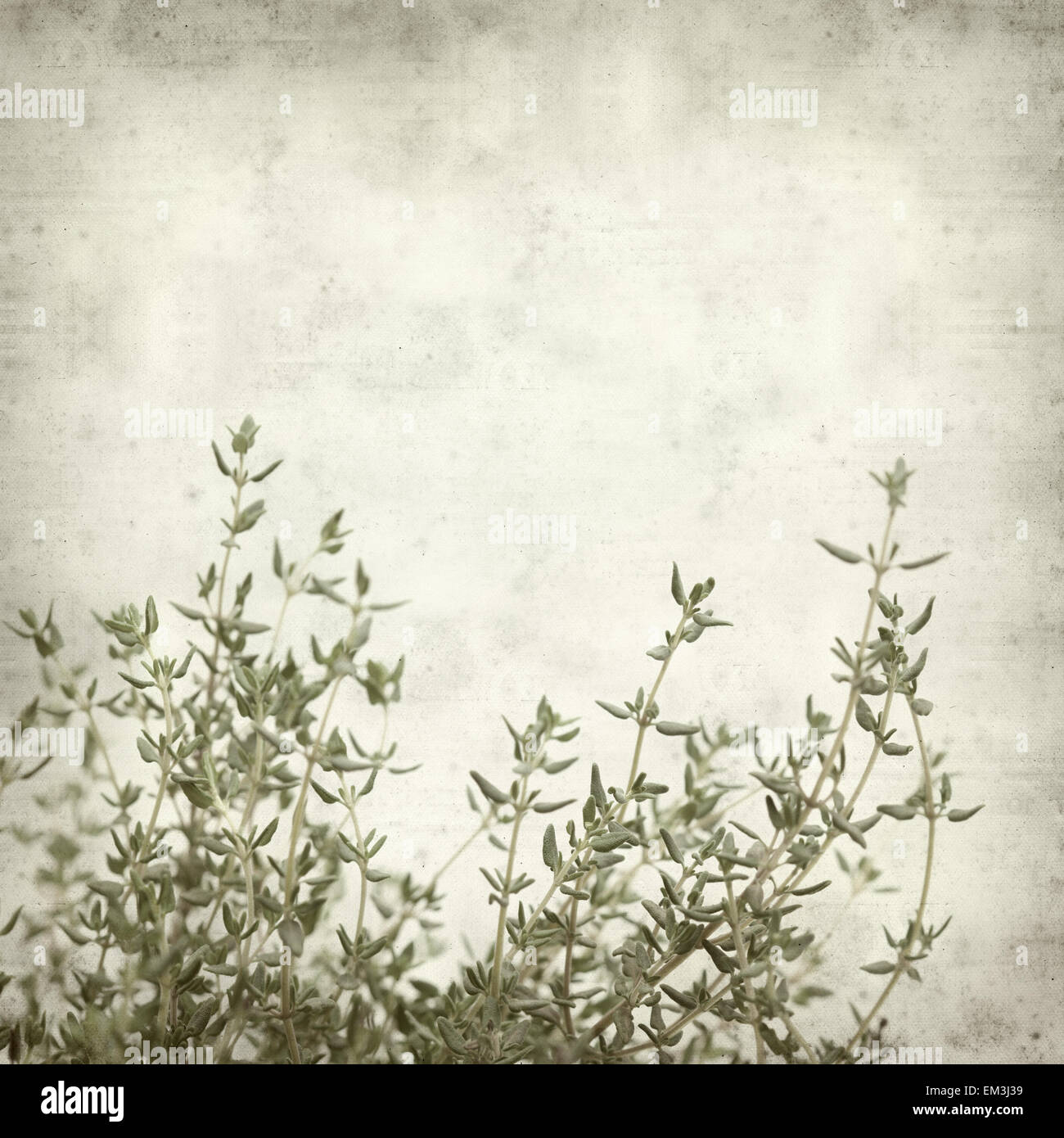 textured old paper background with growing thyme plant Stock Photo