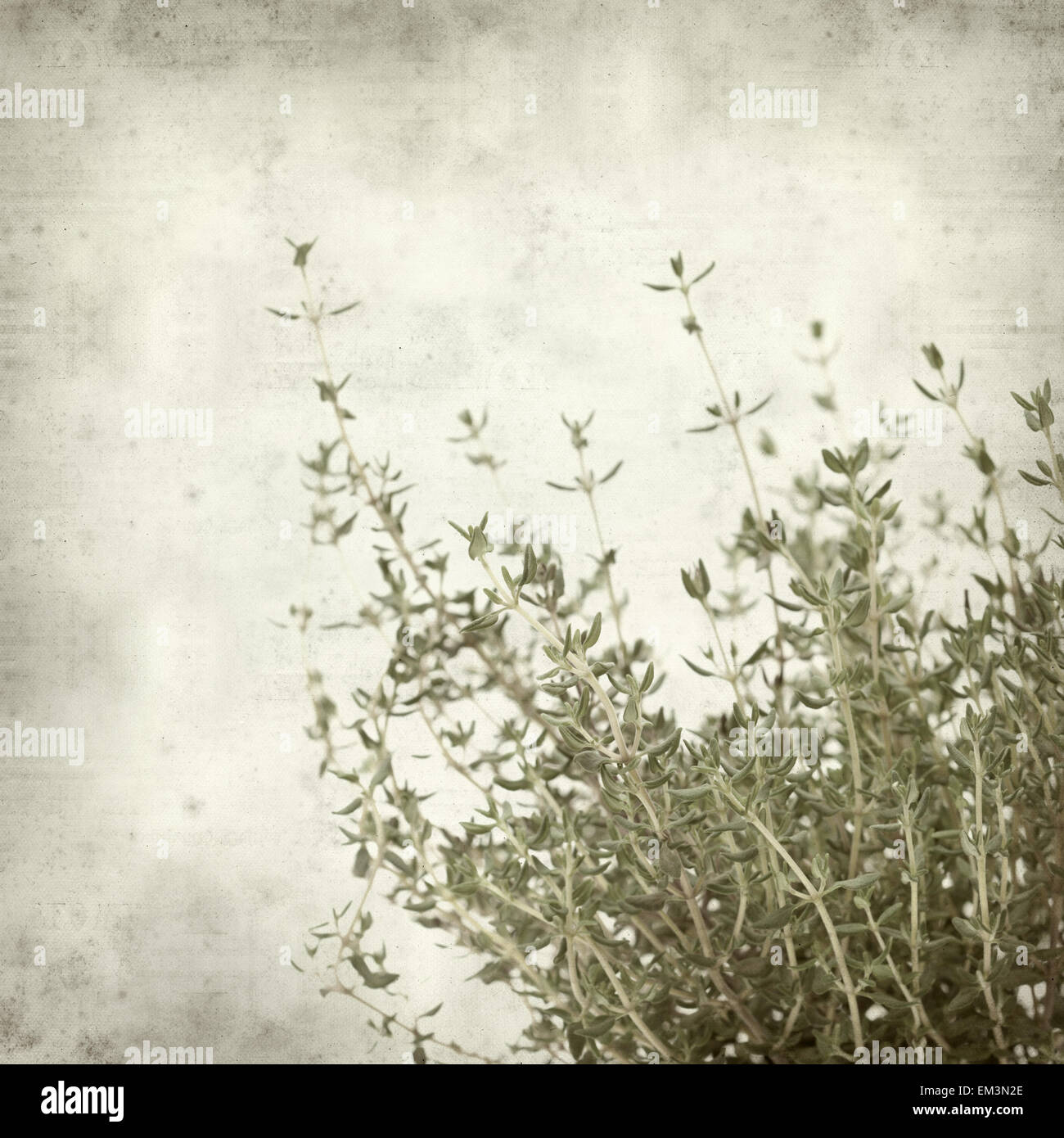 textured old paper background with growing thyme plant Stock Photo