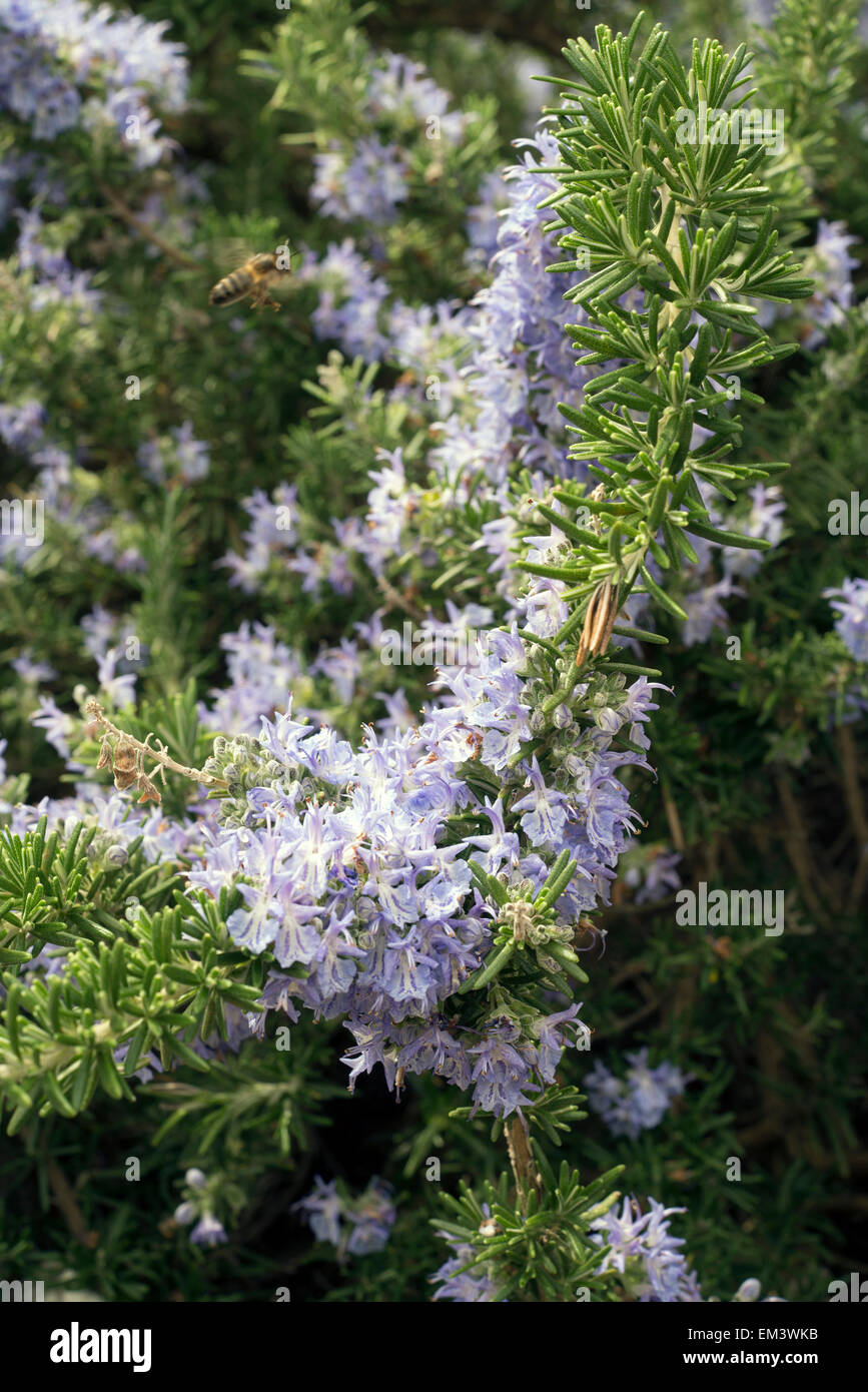 Rosemary flower hires stock photography and images Alamy