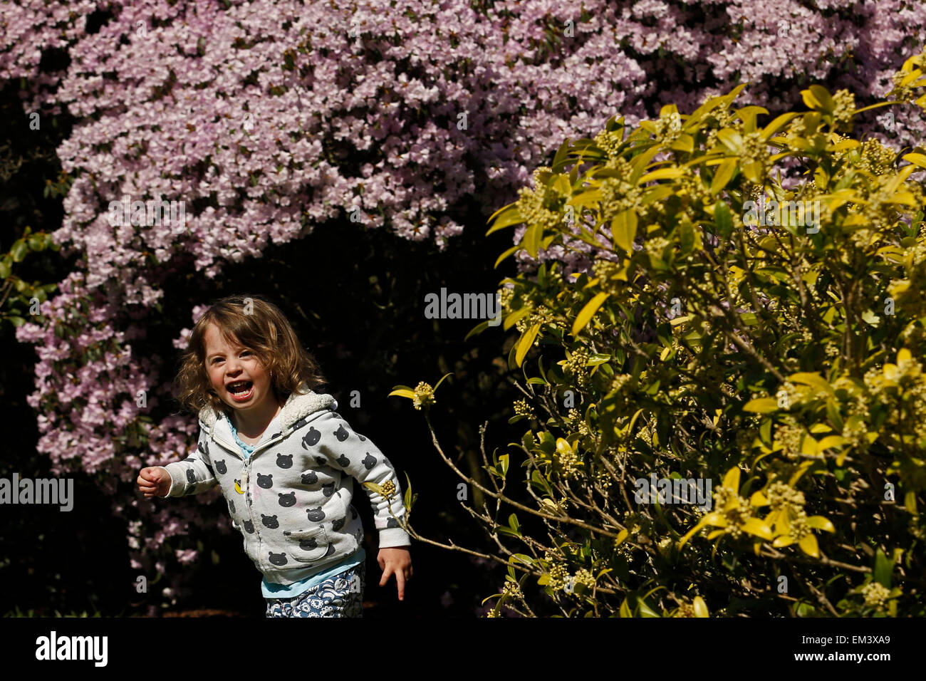 Three year old Lottie plays among flowering shrubs in the hot spring weather at Borde Hill Gardens near Haywards Heath in Sussex Stock Photo