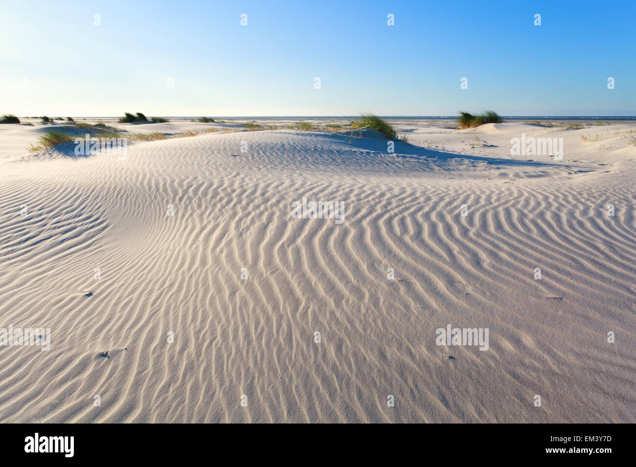 sand dunes on North sea coast, Holland Stock Photo - Alamy