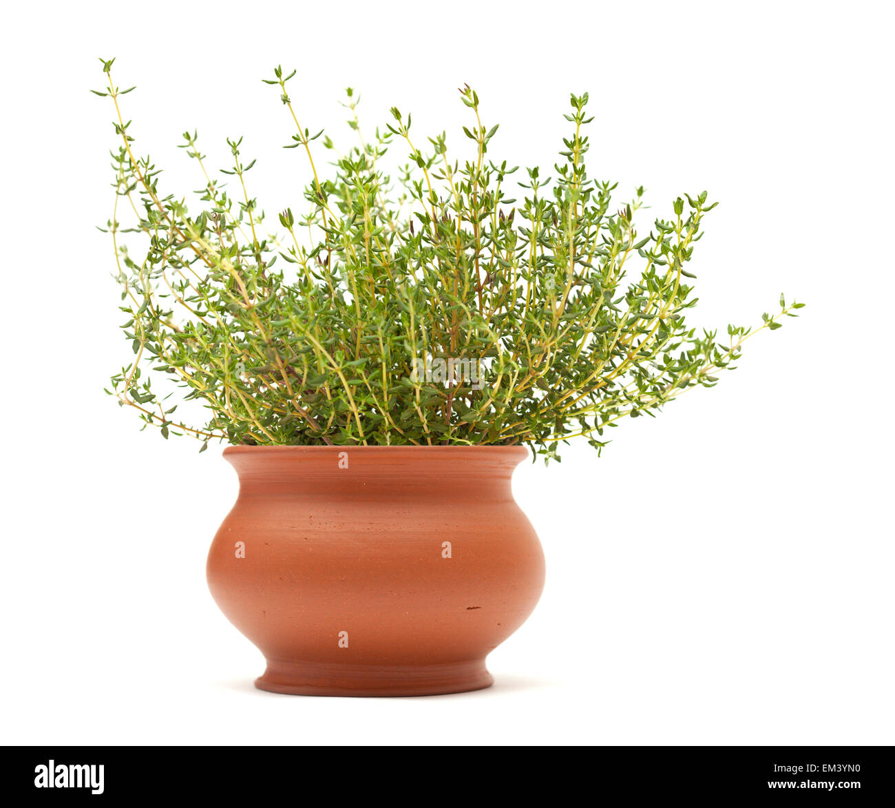 Thyme plant in a terracotta pot isolated on white background Stock Photo
