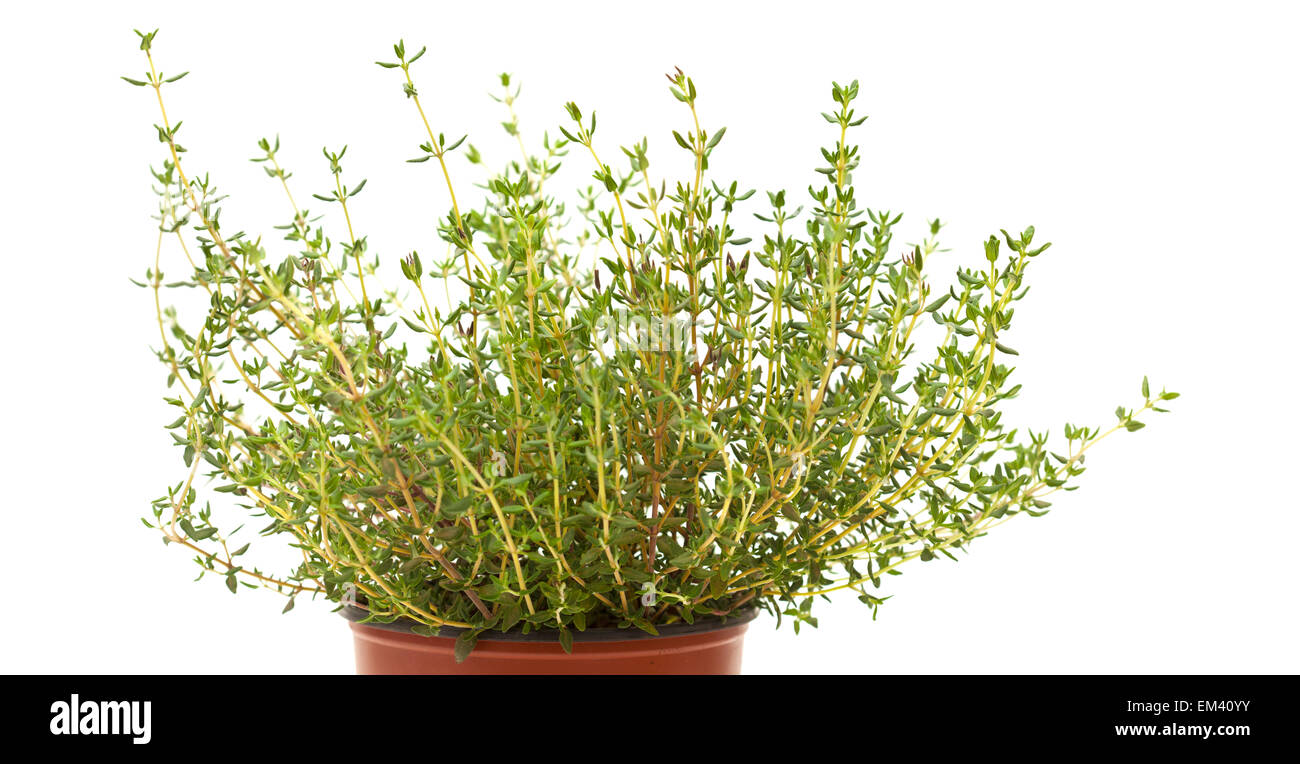 Thyme plant isolated on white background Stock Photo