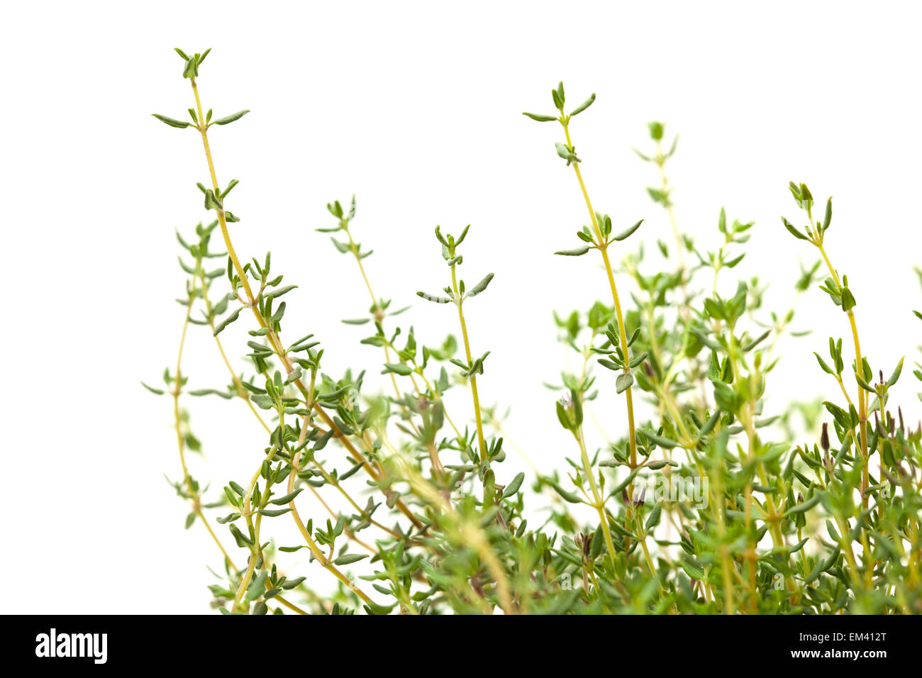 Thyme plant isolated on white background Stock Photo