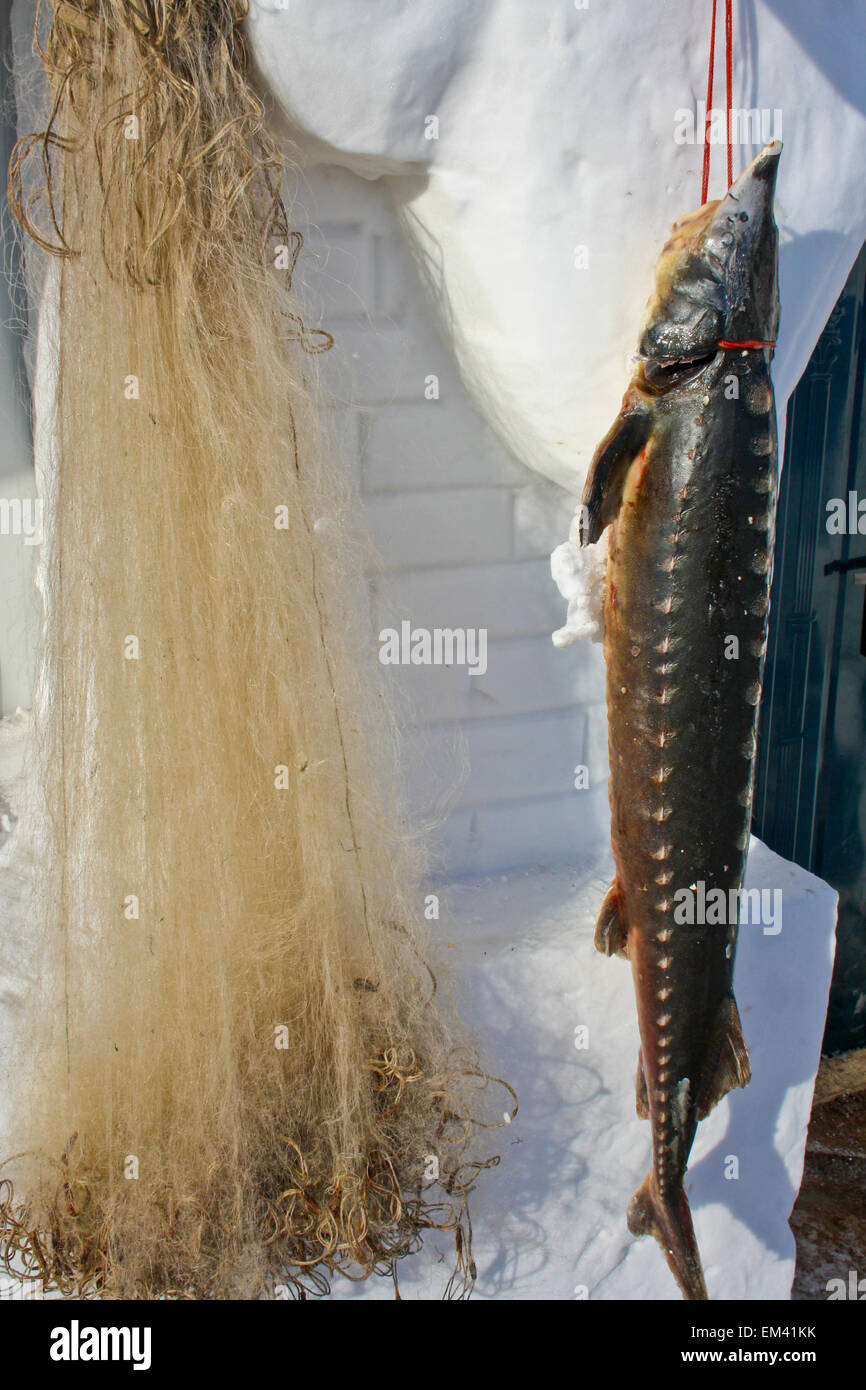 Frost net snow sturgeon sun tackle winter hi-res stock photography