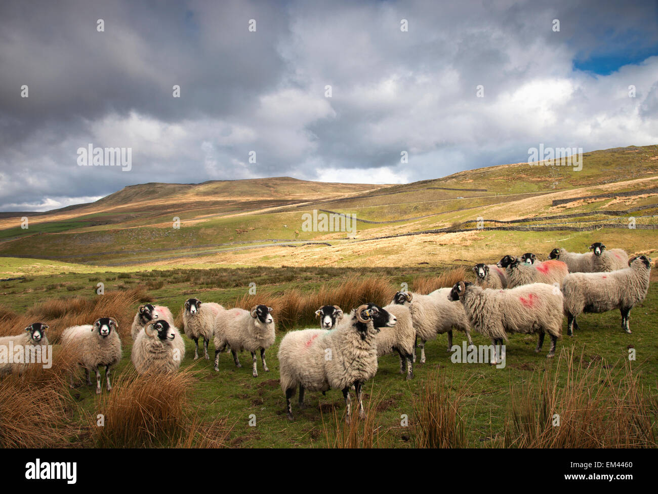 England Landscape Sheep