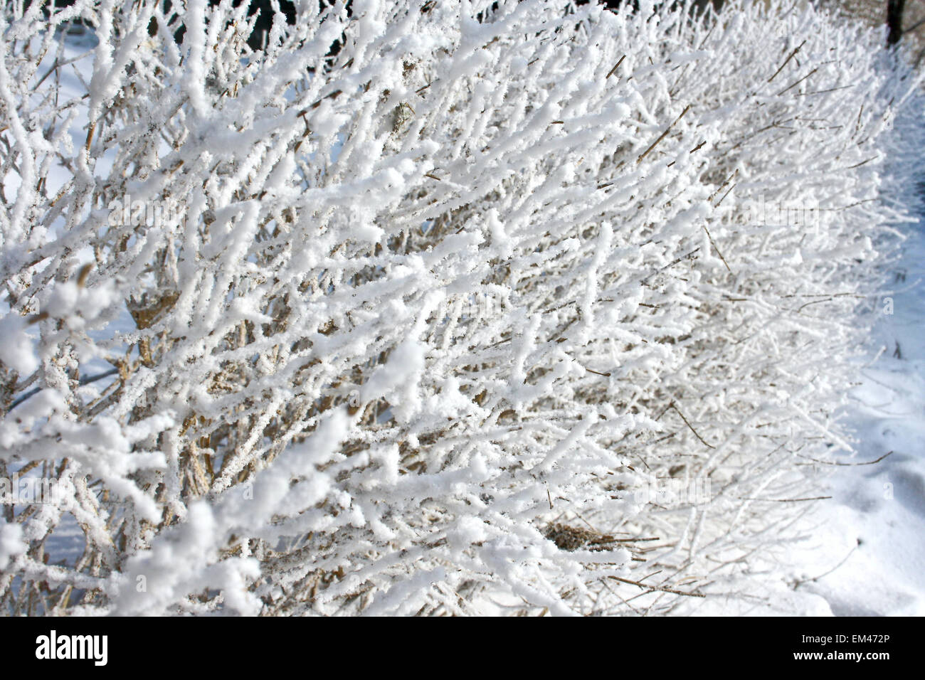Thin tree branches covered with frost Stock Photo - Alamy