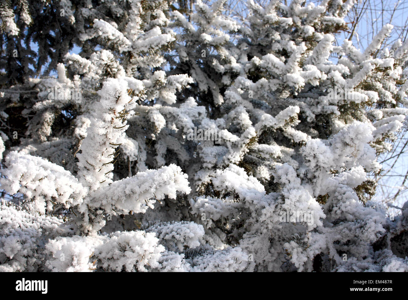 The branches of the spruce covered with frost. Stock Photo