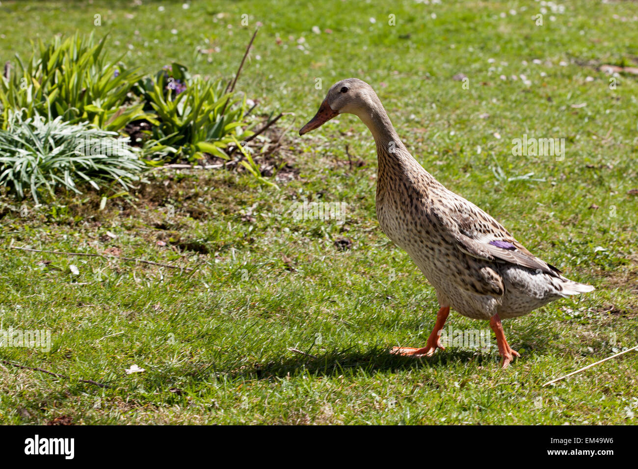 indian runner duck in the garden Stock Photo