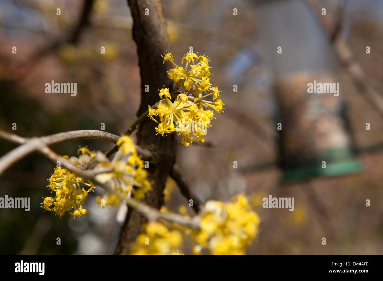 Cornelian cherry blossom yellow Stock Photo Alamy