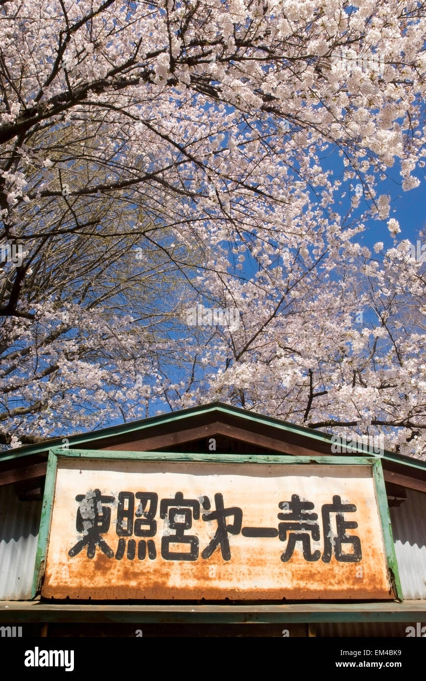 Old Japanese Metal Sign With Cherry Blossom Tree Behind; Tokyo Japan Stock Photo