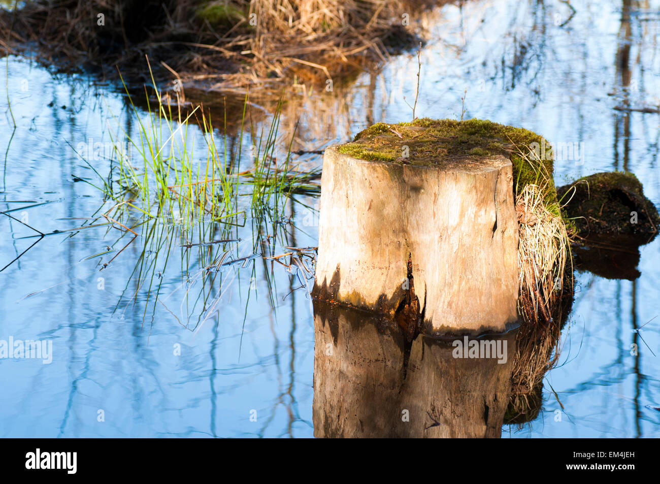 Tree stump in water hires stock photography and images Alamy