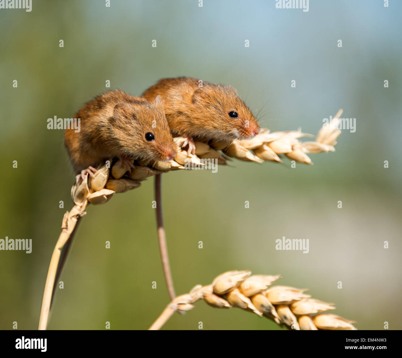 Harvest Mice Stock Photo