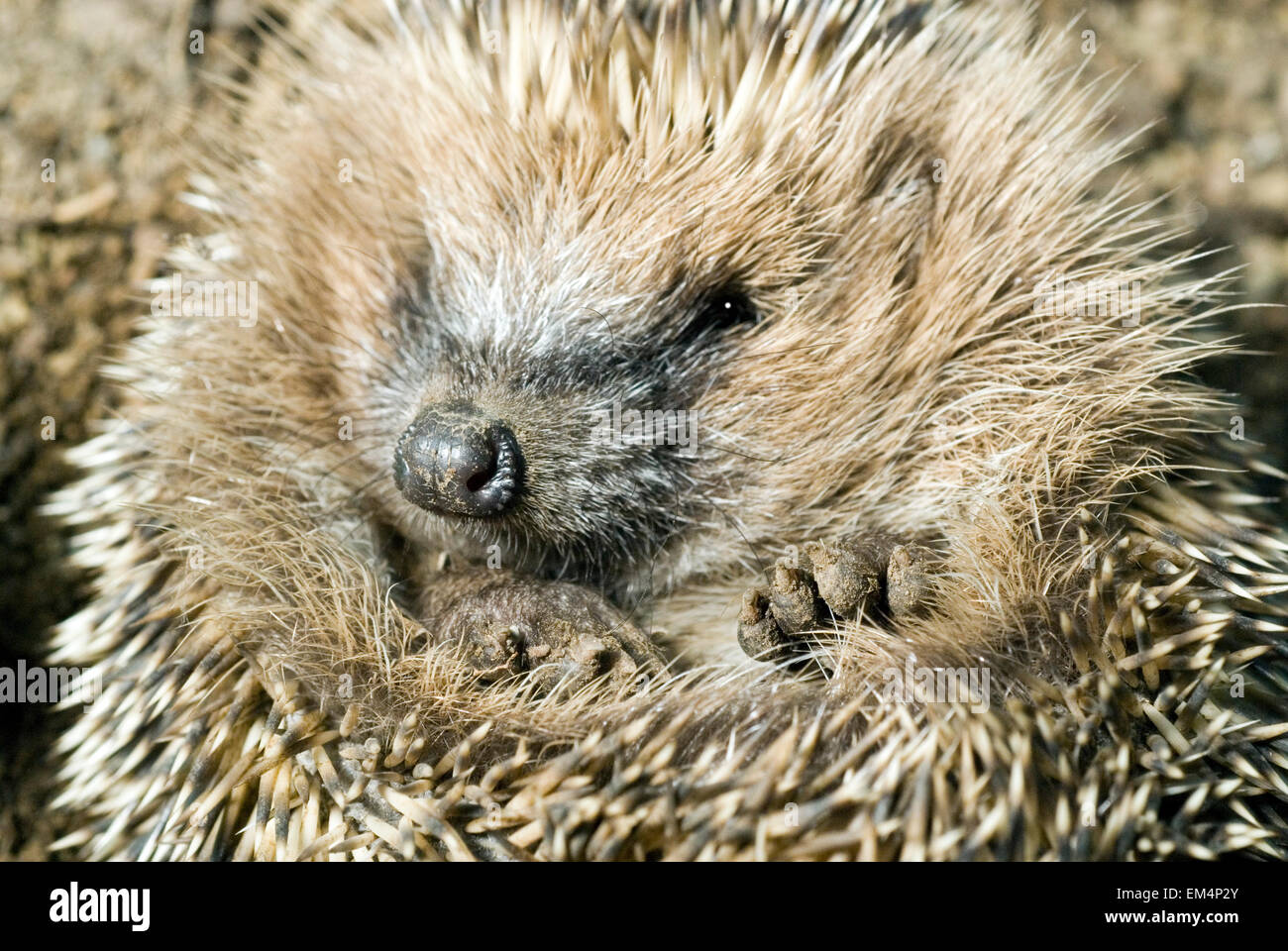 Little Hedgehog (Erinaceus europaeus) Stock Photo