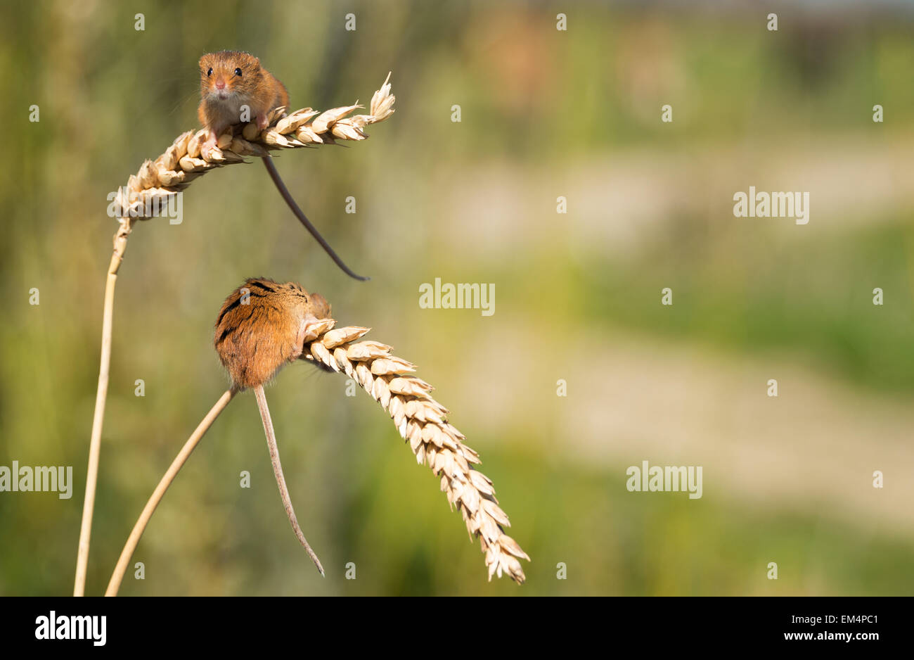 A pair of tiny Harvest Mice on ears of corn Stock Photo