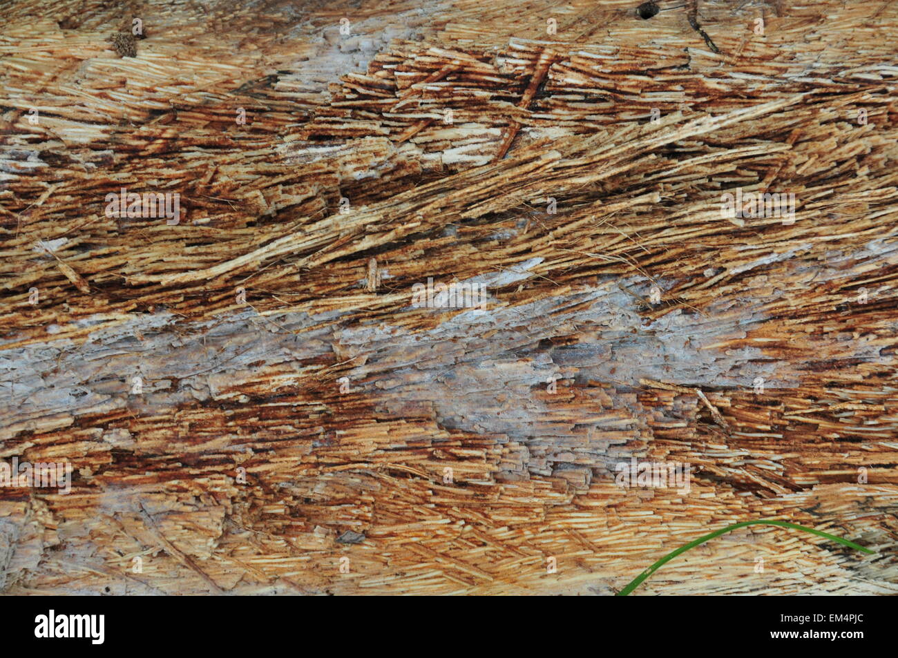 Longitudinal texture of coconut wood Stock Photo Alamy
