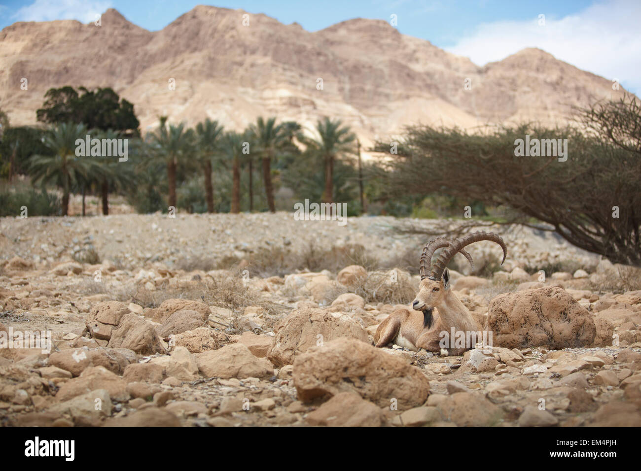 Ibex Laying On The Rocks; Jordan Valley Israel Stock Photo