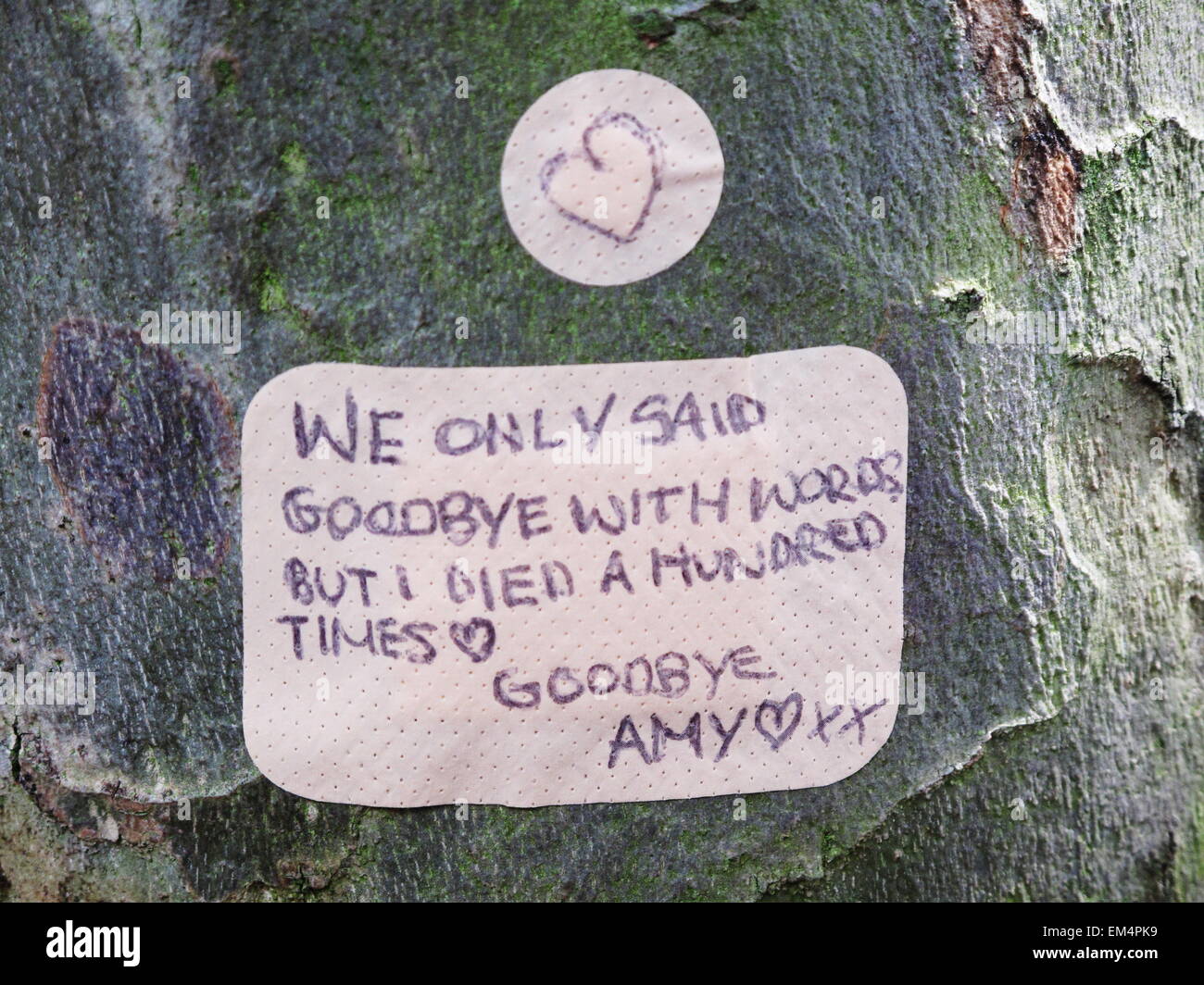 A fan writes a tribute to Amy Winehouse after her death on plasters on a tree outside her home in Camden London in July 2011 Stock Photo