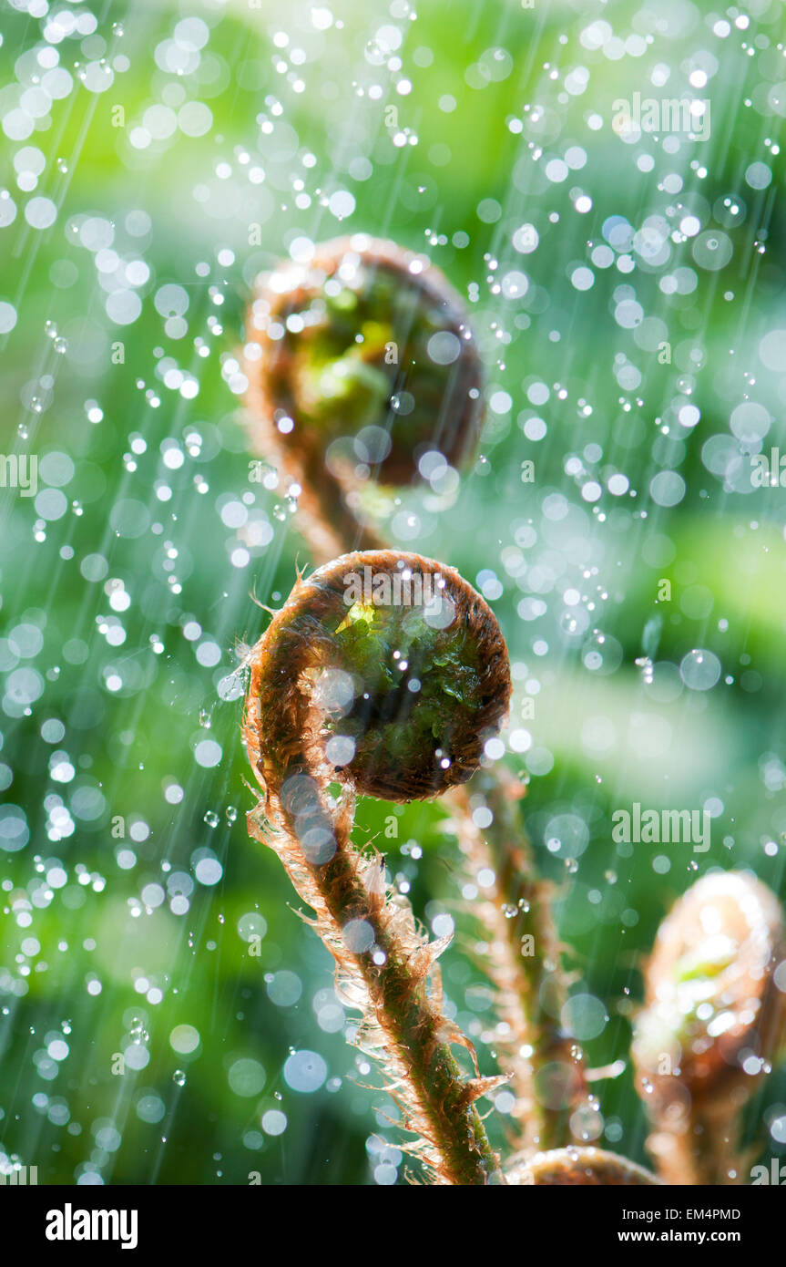 Young curled fern in rain and backlight Stock Photo