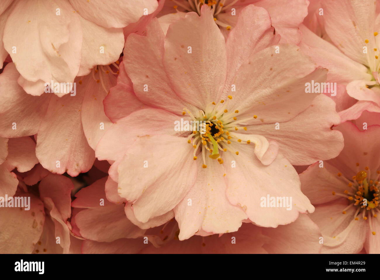 Sakura, Cherry blossom, blossoms, symbol of spring, Japan national