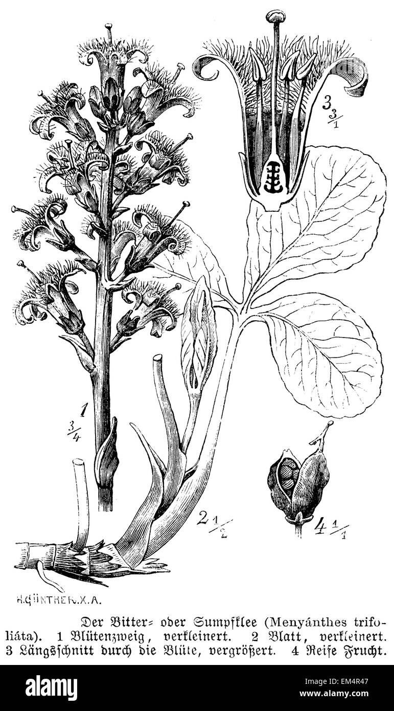 bog-bean or buckbean Stock Photo