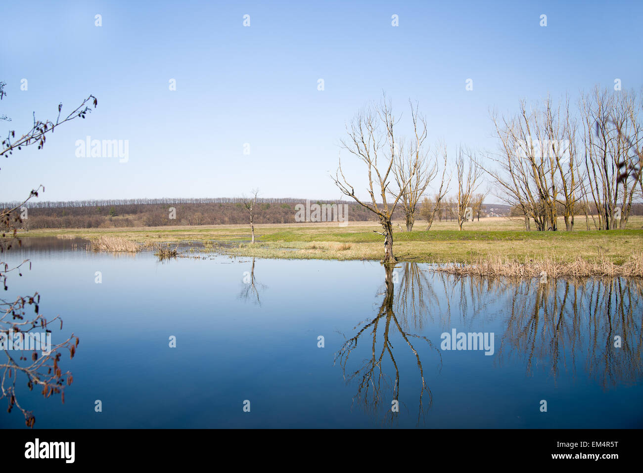 Old tree on the bank of the river against the blue sky Stock Photo - Alamy