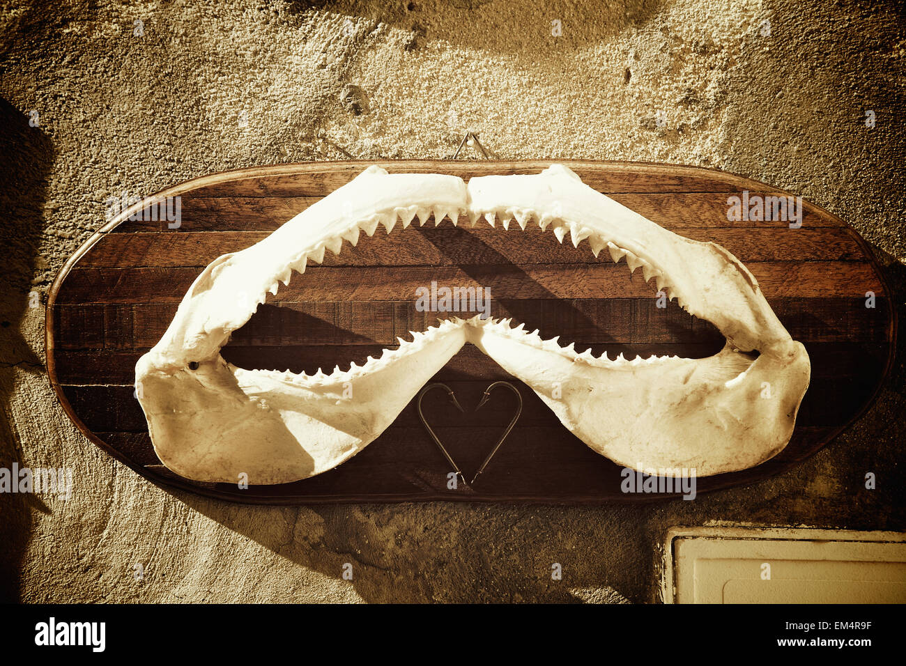 A Fish Jaw With Teeth Mounted On A Board Hanging On The Wall; Cannes