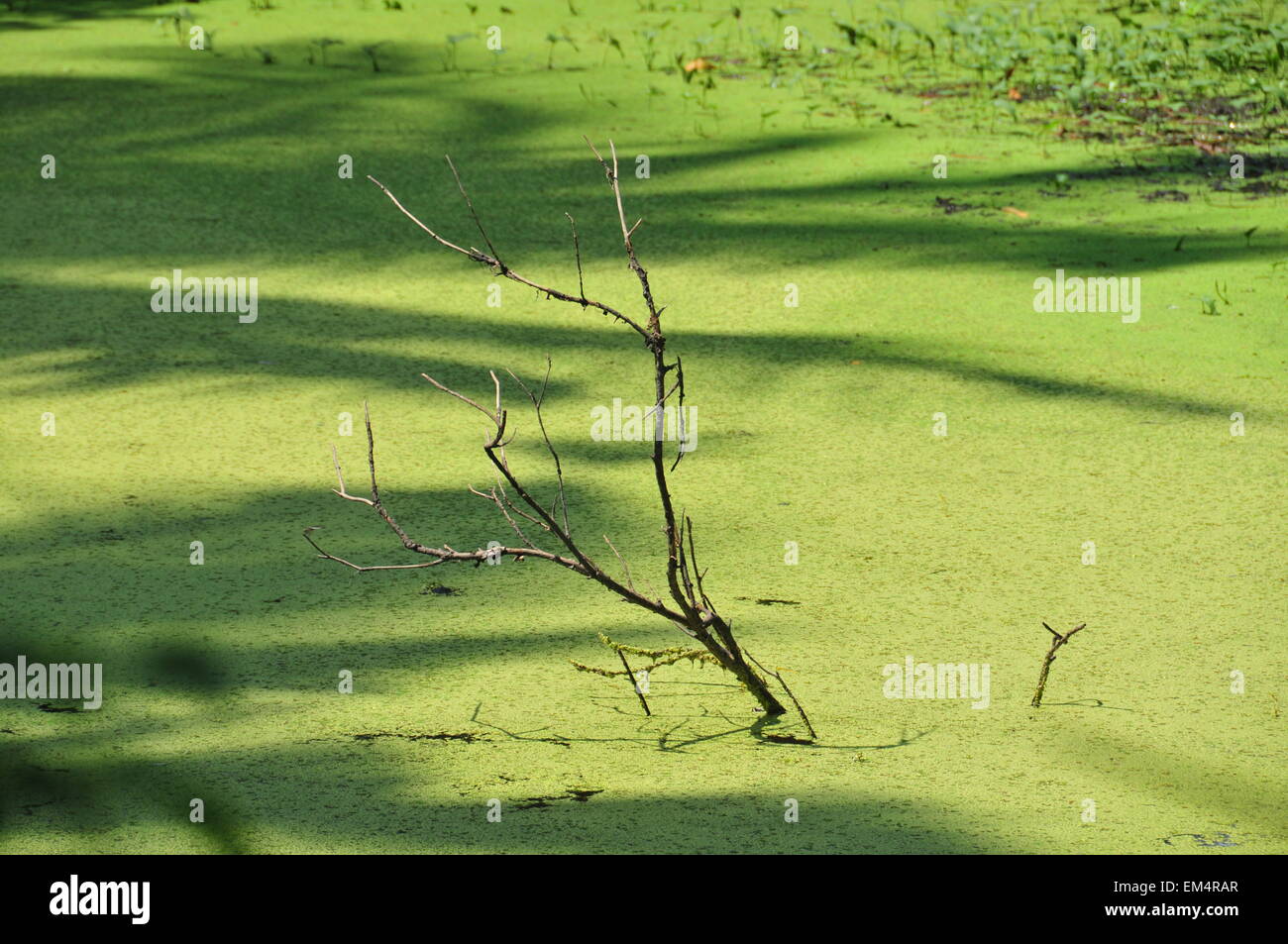 A tree branch immersed in green water pond. Stock Photo