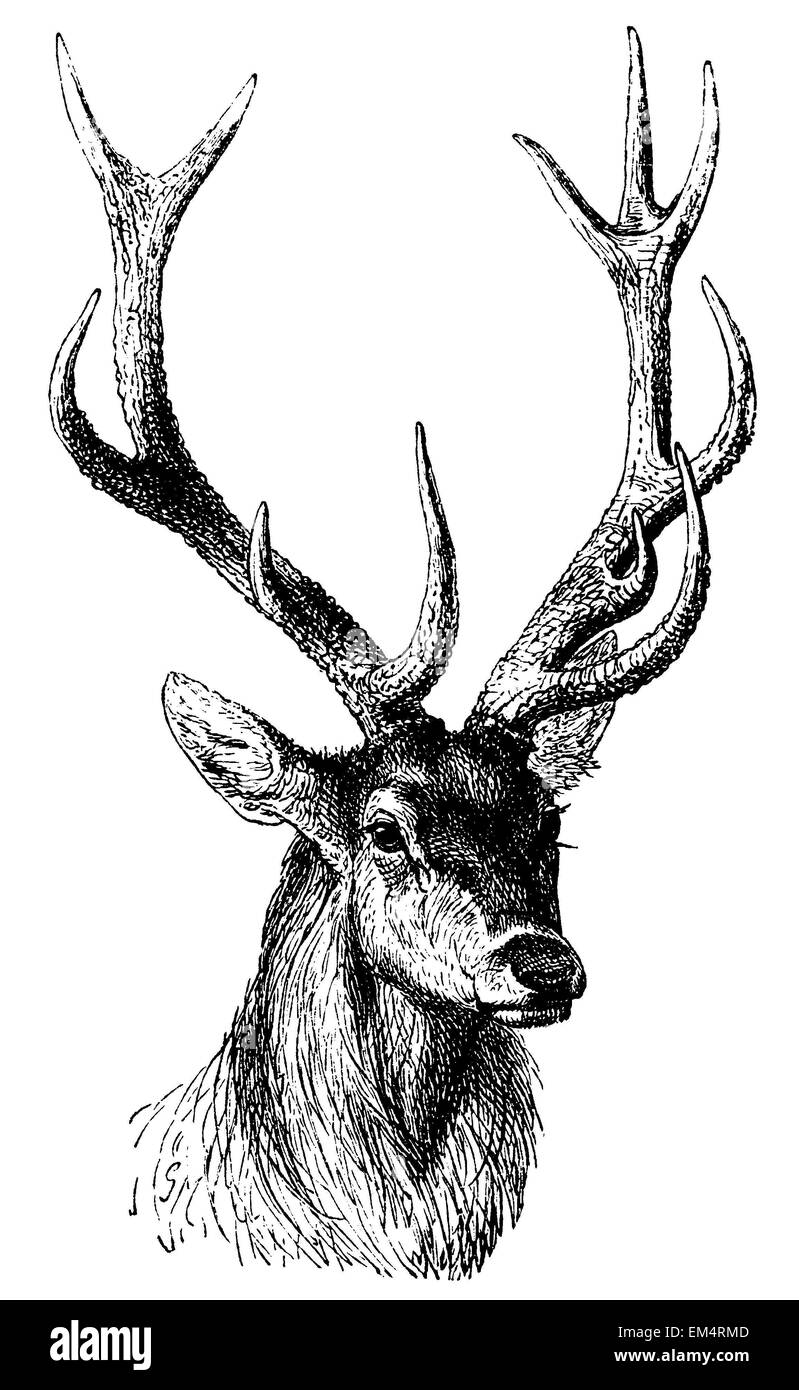 red deer,with antlers Stock Photo