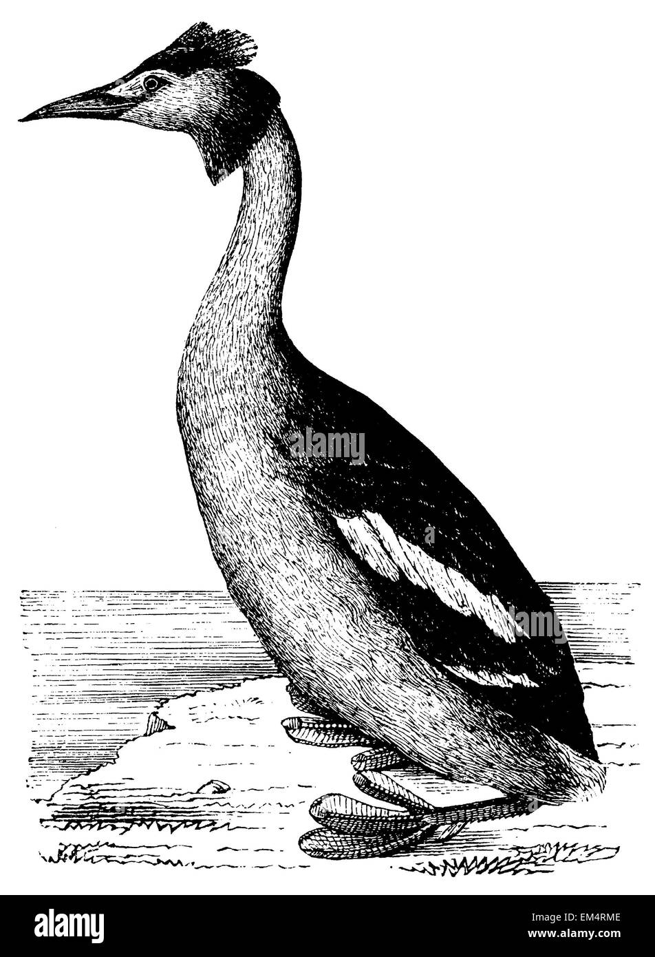 great crested grebe Stock Photo - Alamy