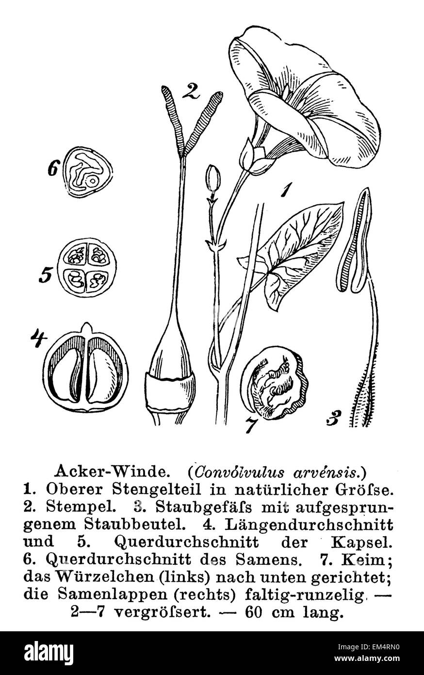 Black And White Bindweed High Resolution Stock Photography and Images ...