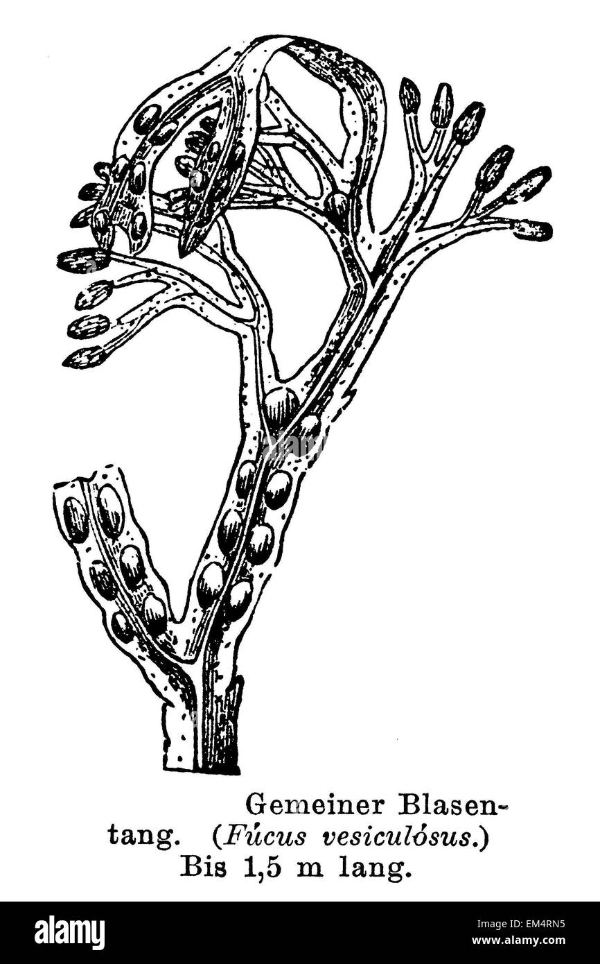 Wrack hi-res stock photography and images - Alamy