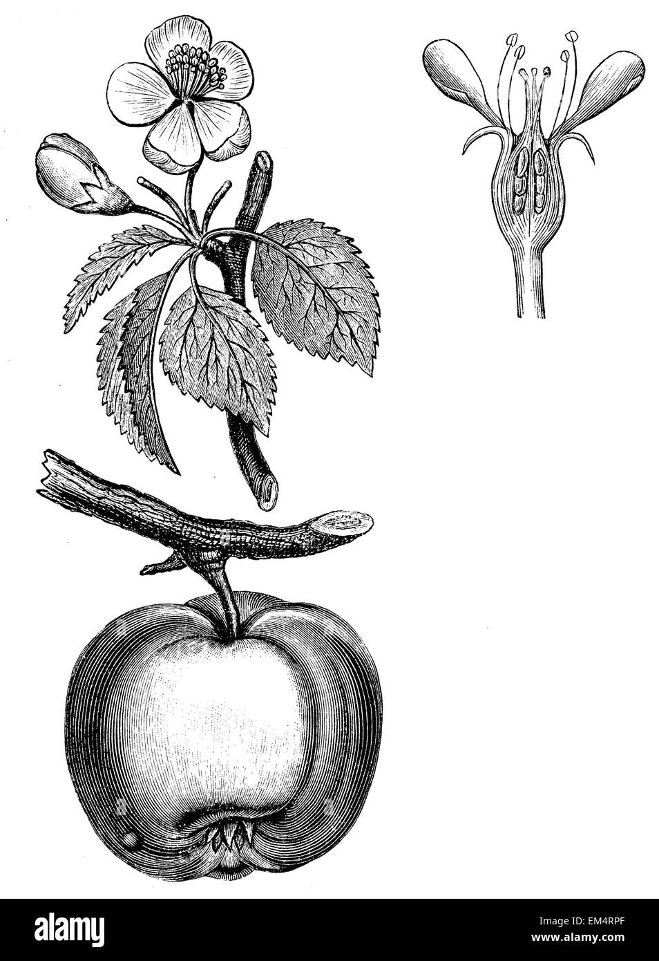 Apple, Flower and Fruit Stock Photo