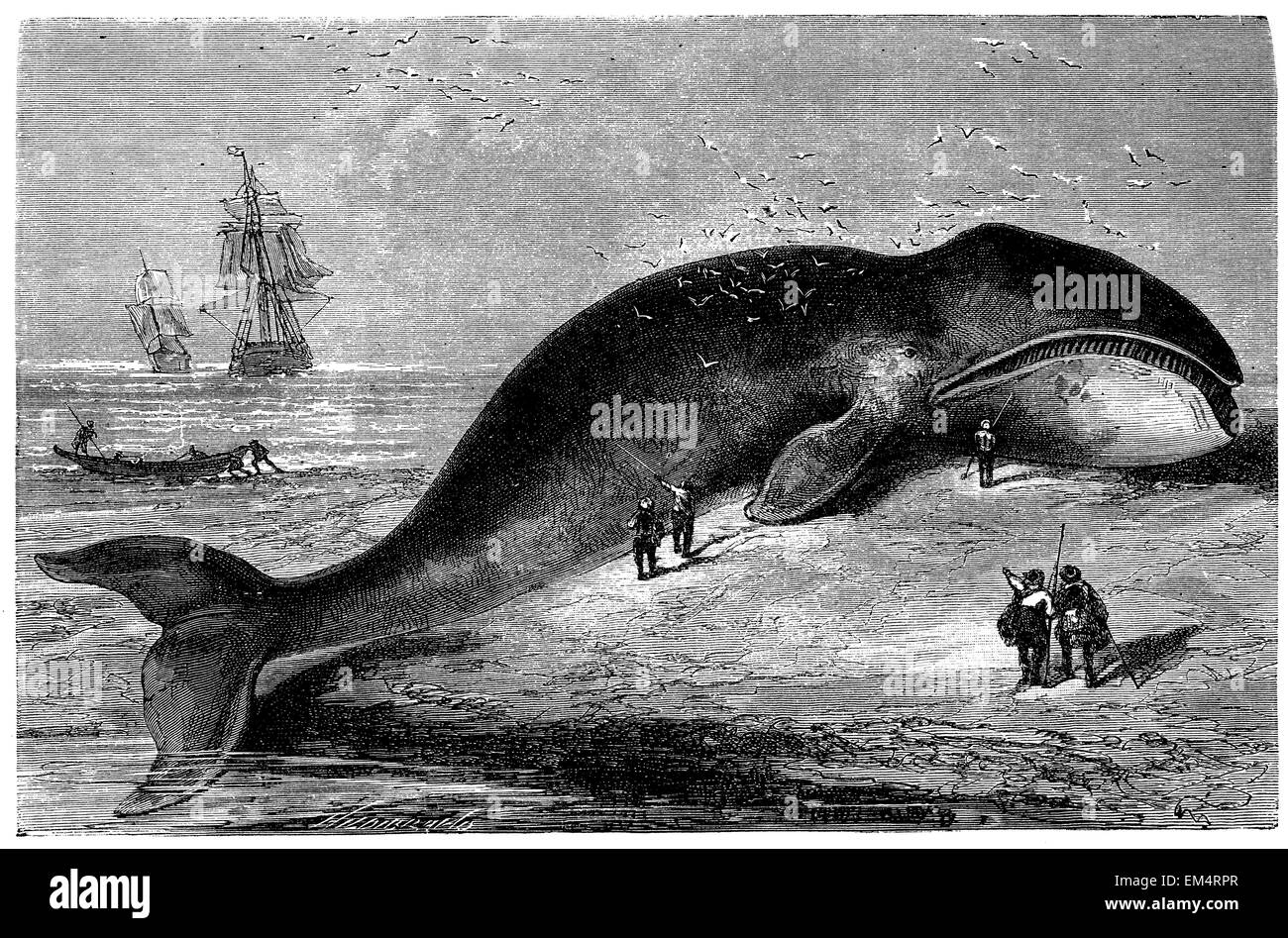 stranded bowhead whale Stock Photo
