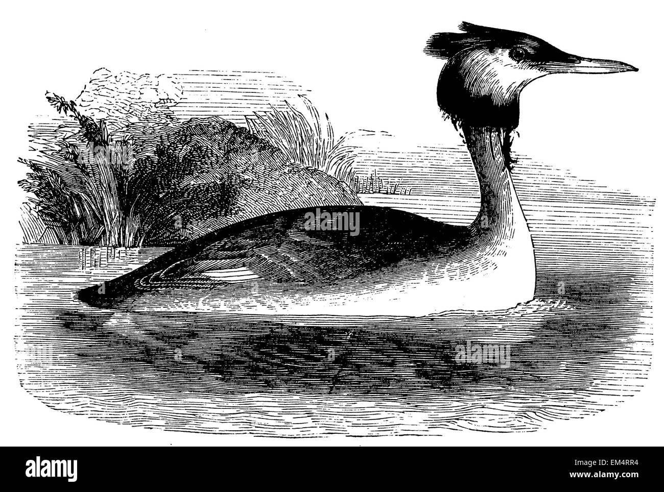 great crested grebe Stock Photo - Alamy